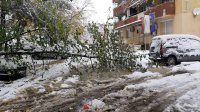 35 сигнала за паднали клони и завирявания след валежите в София