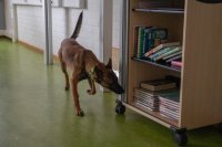 Запознайте се с Орка - първото куче в България, обучено да открива фалшиви банкноти (СНИМКИ)