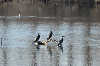 Bulgaria to Hold 50th Midwinter Count of Overwintering Waterbirds