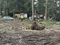 Санитарна сеч в Боровец след урагана, съборил 100-годишни дървета