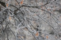 Нова студена вълна обхвана България &ndash; до кога ще продължат ледените дни?