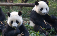 Япония ще върне на Китай двете панди близнаци на 27 януари
