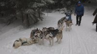 Снежна надпревара: 700 хъскита тичат в Чехия като знак на кучешката смелост