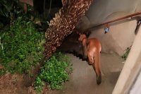 Пума се разходи по улиците на Сан Франциско