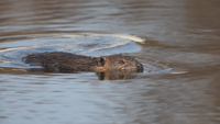 Beaver Returns: Species Thrives Again on the Cherni Lom River After 150 Years of Absence