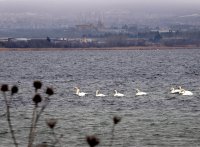 Какво се случва преброяването на водолюбивите птици