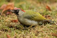 Зелени кълвачи в Борисова градина (СНИМКИ)