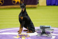 Доберманката Пени спечели престижно световно изложение