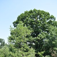 Four Century-Old Trees Granted Protected Status by Environment Minister