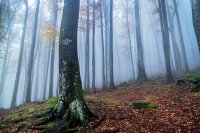 'The Route to the Relics of St John the Baptist' &ndash; New Pilgrimage Trail Links Strandzha and Sozopol