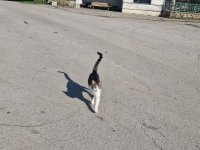 Започна проверка за незаконно залавяне на бездомни животни в Стара Загора