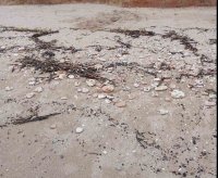 Плажната ивица от Крапец до Езерец е замърсена с нефтопродукти