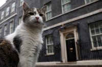15 години котаракът Лари в британската власт