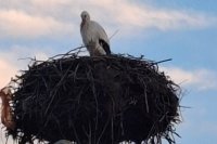 Първият щъркел пристигна в петричкото село Рупите