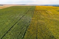 В България пристигна първият кораб с аржентински слънчоглед &ndash; какъв е ефектът върху пазара у нас?