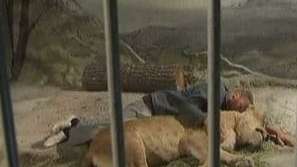 Почина лъвицата в благоевградския зоопарк