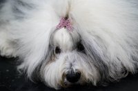 Изложение на кучета в Бирмингам (СНИМКИ)