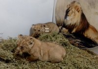 Три малки лъвчета са най-новото попълнение в зоопарка в Стара Загора (СНИМКИ)