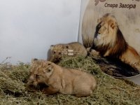 Три малки лъвчета са най-новото попълнение в зоопарка в Стара Загора (СНИМКИ)