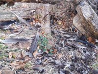 Девет лешояда са загинали вследствие на отравянето край Котел през януари