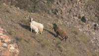 Овце бедстват в пропаст: "България в 60 минути" организира акция за спасяването им
