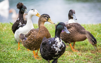30,000 Ducks to Be Culled After Avian Flu Outbreak at Farm in Southern Bulgaria