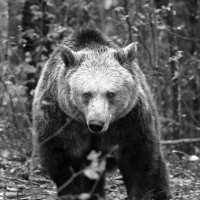 На 34-годишна възраст почина мечката Рада от парка в Белица