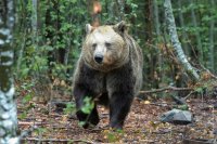 Bear Sanctuary Belitsa Reopens to Visitors from April 1