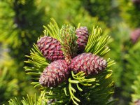 Съществено затопляне предстои в средата на следващата седмица