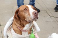 В София откриха кампанията &bdquo;Сканирай лапата&ldquo; за помощ на животни в риск