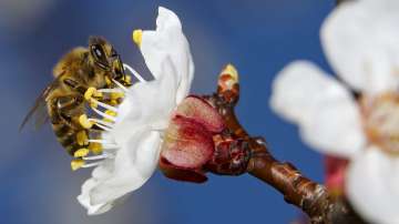 Цветята имат "биологичен часовник", който действа в съответствие с потребностите на насекомите