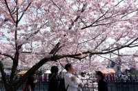 Пикниците под цъфтящите вишни в Япония &ndash; между традицията и растящите цени (СНИМКИ)