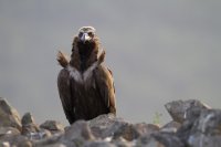 Нов случай на отровен черен лешояд