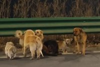 Седем кучета бягат заедно и изминават километри, за да се върнат у дома