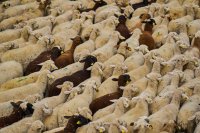 New Measures Introduced in Blagoevgrad to Prevent Spread of Foot-and-Mouth Disease and Sheep and Goat Pox, Following Outbreaks in Neighbouring Greece