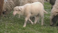 В знак на благодарност: Кръстиха спасеното в кърджалийско агне на Марияна Векилска