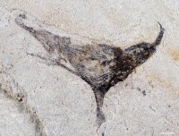 Откриха древни животни, които променят историята на еволюцията