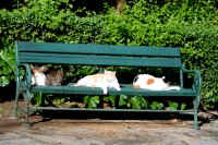 Колко са бездомни котки в Атина? (СНИМКИ)