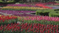 More Than 60,000 Tulips from 85 Varieties on Display at the Botanical Garden in Balchik
