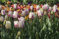 Слънчево време в изборния ден, на места с краткотрайни валежи