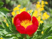 Слънцето ще е щедро за Великден, до 18&deg; утре