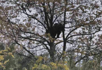 Кафява мечка е забелязана край язовир "Кричим"