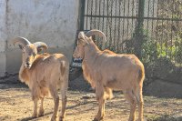 В Ловешкия зоопарк се родиха женски гривест козирог и шест диви прасета