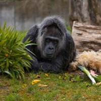 Горилата Фату навърши 69 години