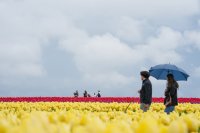 Фестивал на лалетата в Орегон (СНИМКИ)