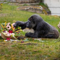 Женската горила Фату стана на 69 години (СНИМКИ)