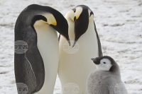 Императорските пингвини вече са застрашен вид