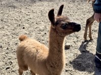 В Зооцентър Добрич се роди бебе лама (СНИМКИ)