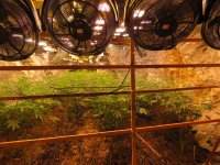 Разкриха подземен &bdquo;наркоград&ldquo; в бивша мина край Кюстендил (СНИМКИ и ВИДЕО)