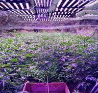 High-Tech Cannabis Plantation Found in Mine Gallery Near Kyustendil (Photos)